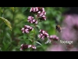 Bees Bumble 3 3400